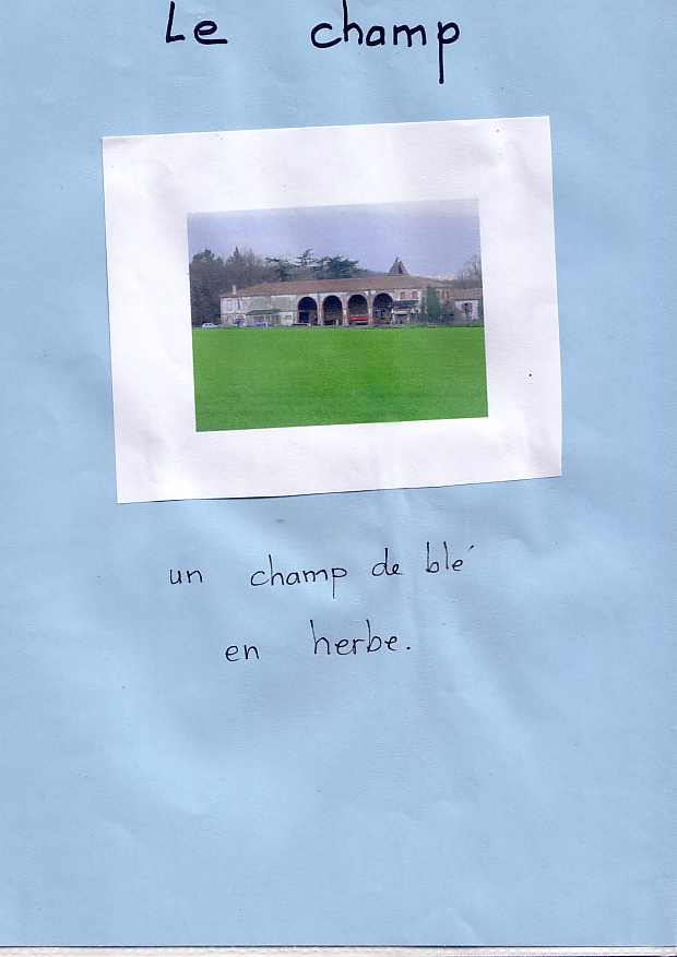 un champ de blé en herbe