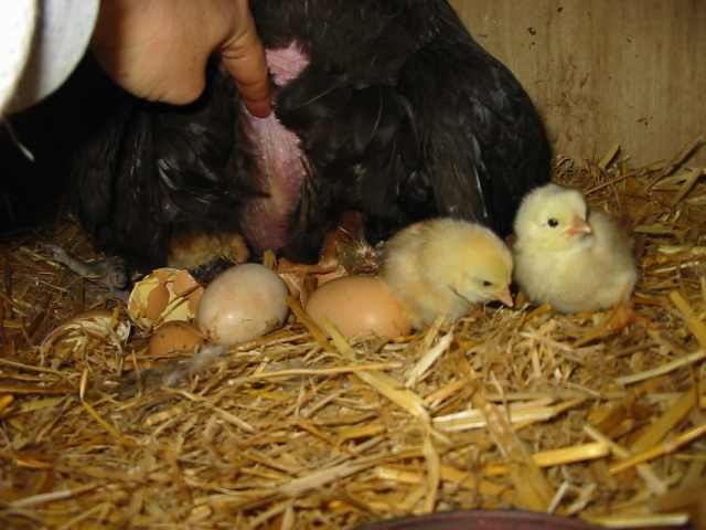 Les poussins sont éclos